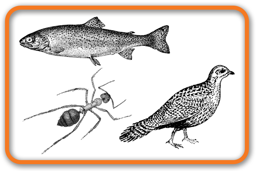 Drawings of a fish, bird and ant