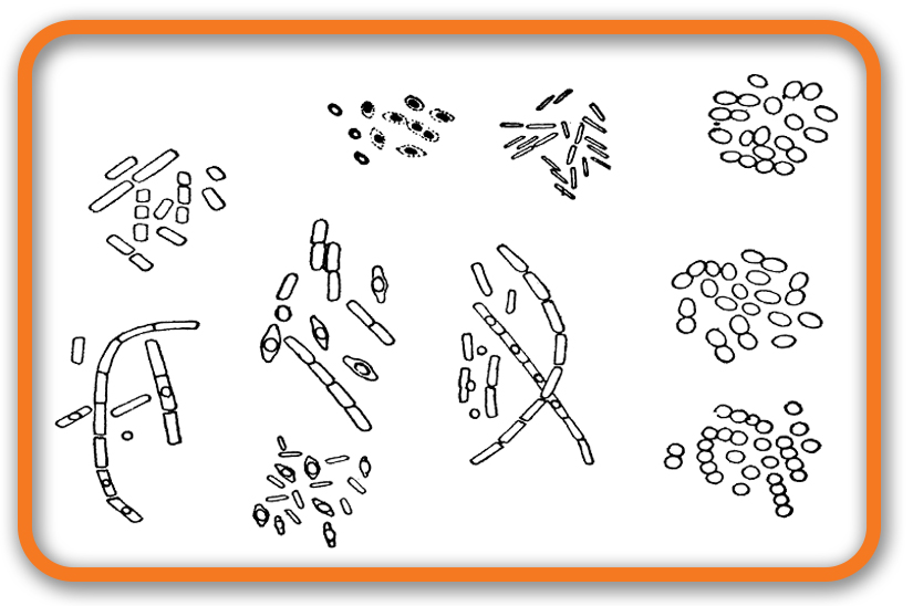 Drawing of Microbes