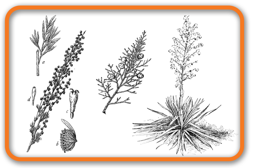 Drawing of Plants