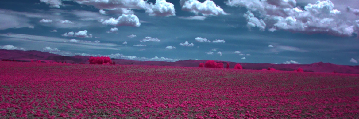 Agricultural field photo from drone camera in false color so plants are pink