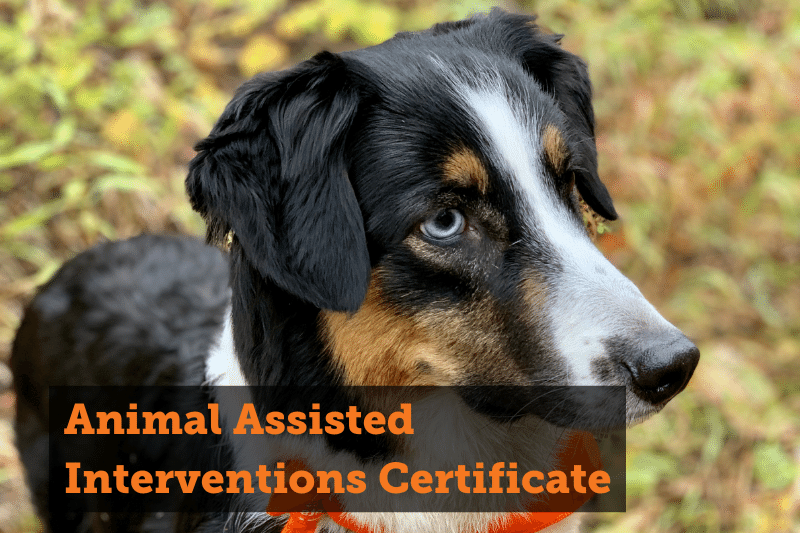 A close-up of an Australian shepherd dog