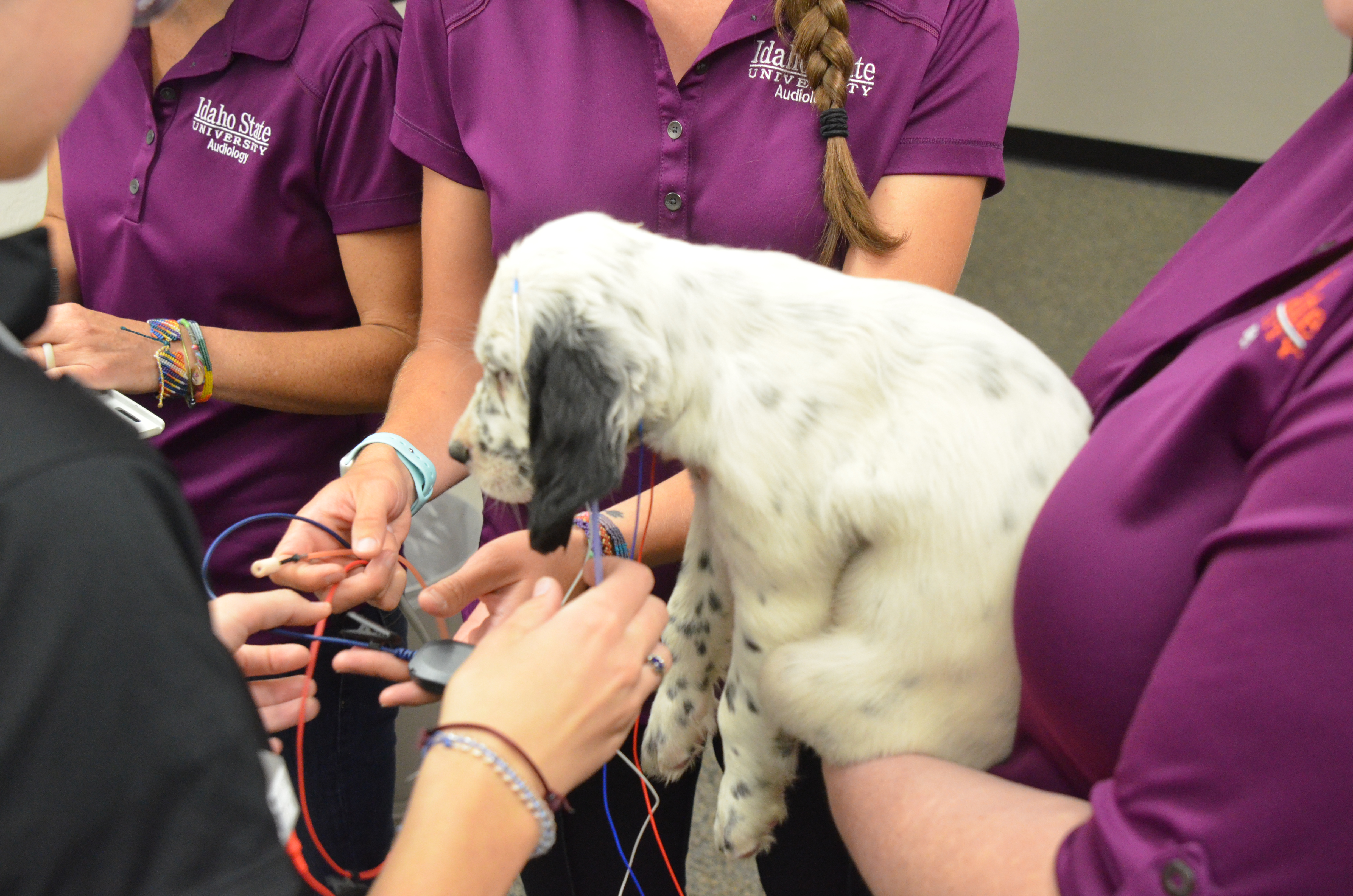 Audiologists at Idaho State screen Ryman Setters for hearing loss