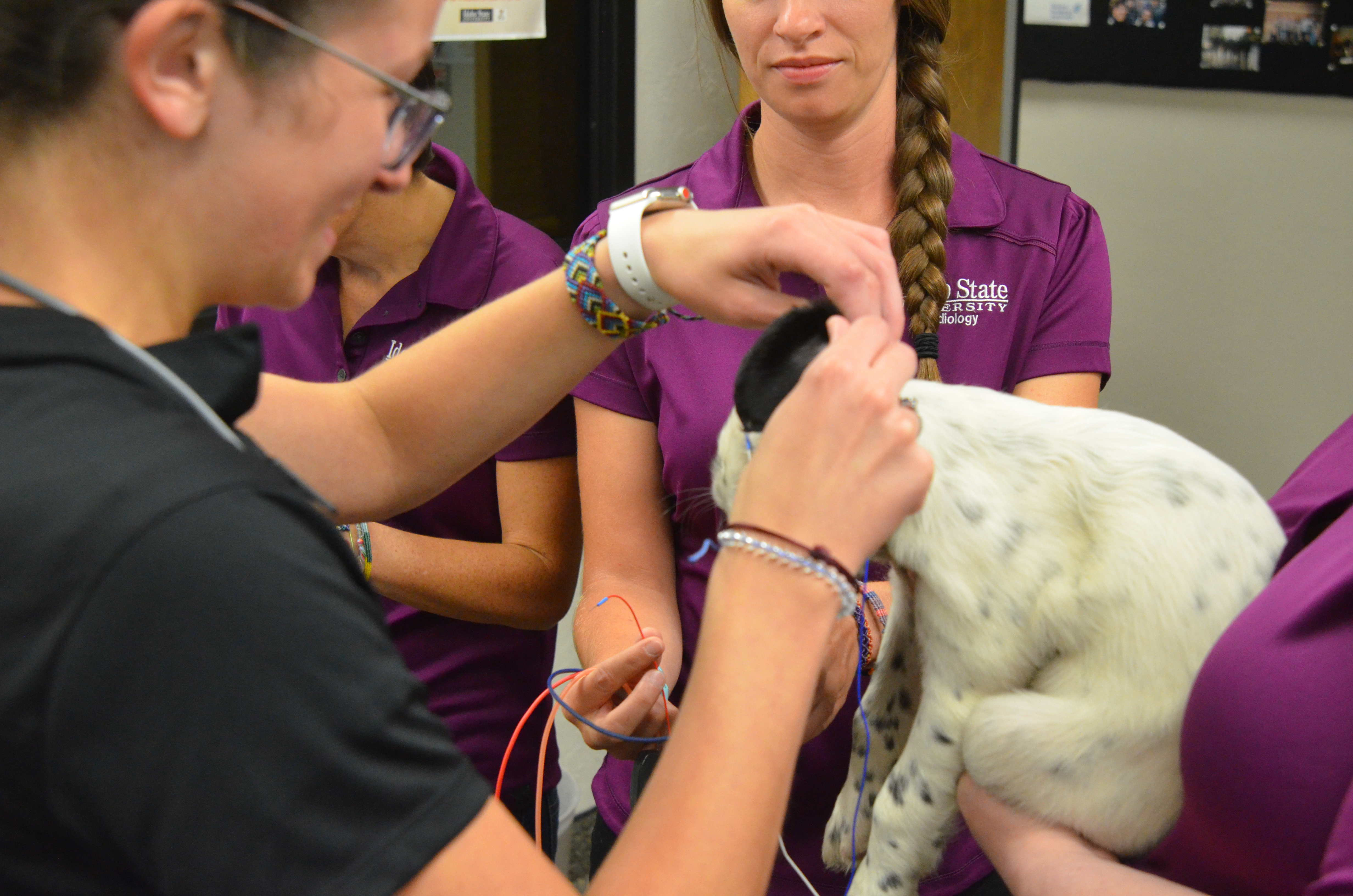 Audiologists at Idaho State screen Ryman Setters for hearing loss