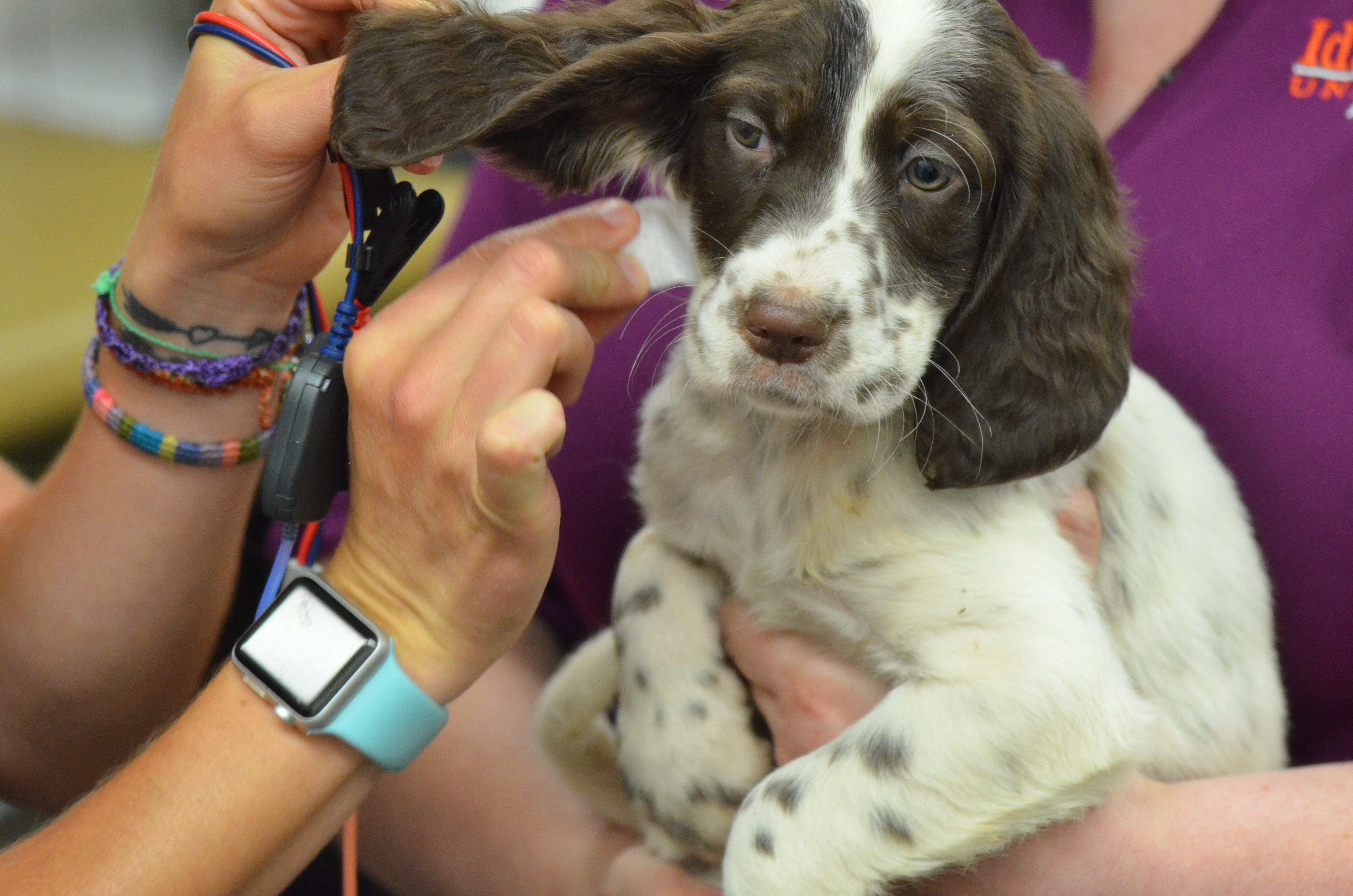Audiologists at Idaho State screen Ryman Setters for hearing loss