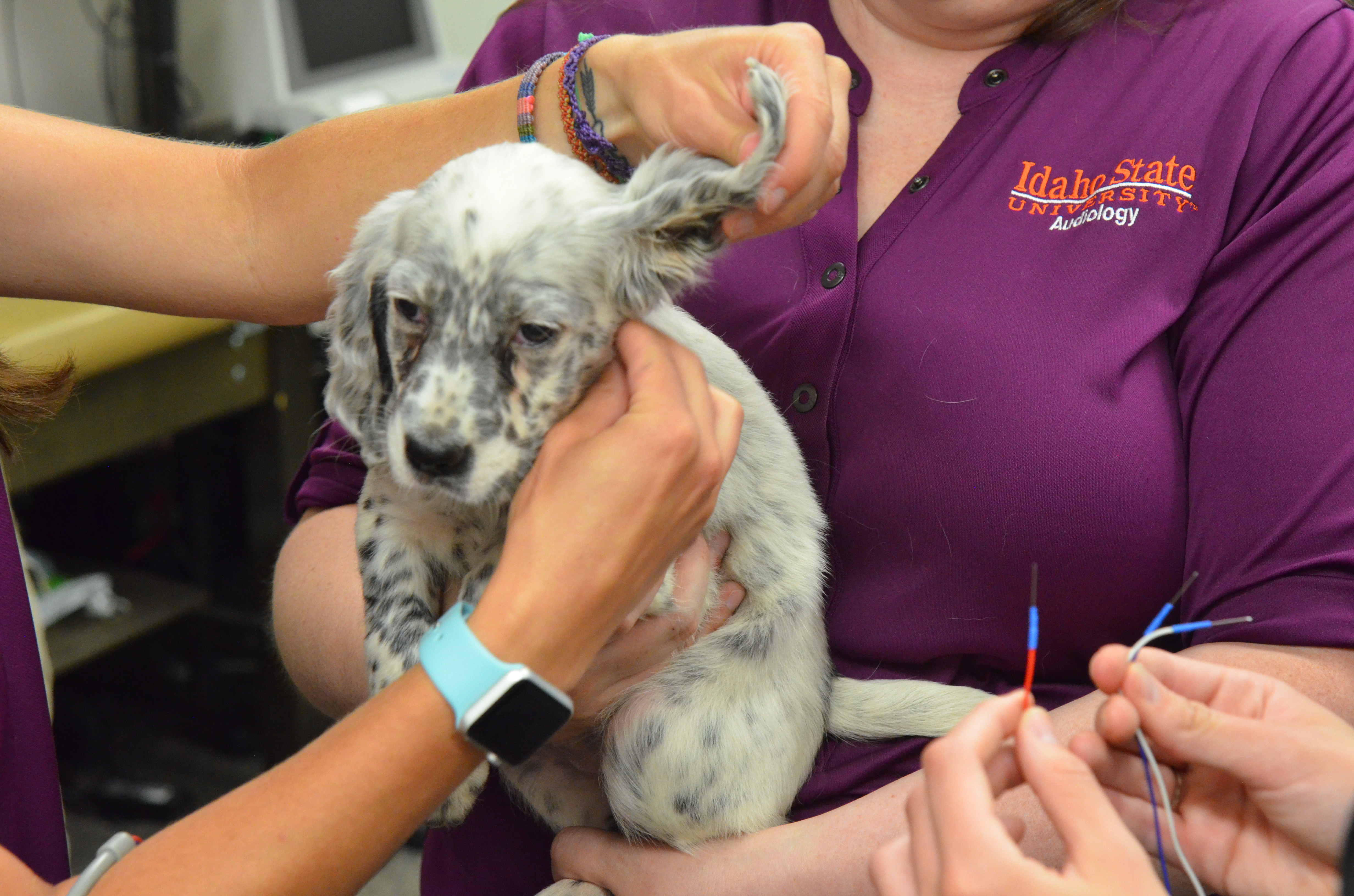 Audiologists at Idaho State screen Ryman Setters for hearing loss