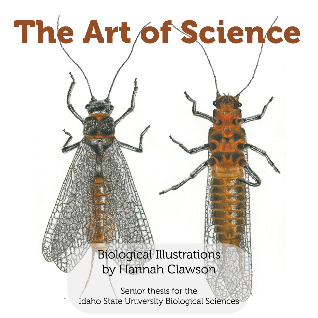Drawing of a stonefly. The art of science, biological illustrations by Hannah Clawson, senior thesis for the Idaho State University Biological Sciences