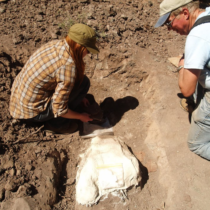 A man and women using plaster to create a jacket to transport a dinosaur fossil