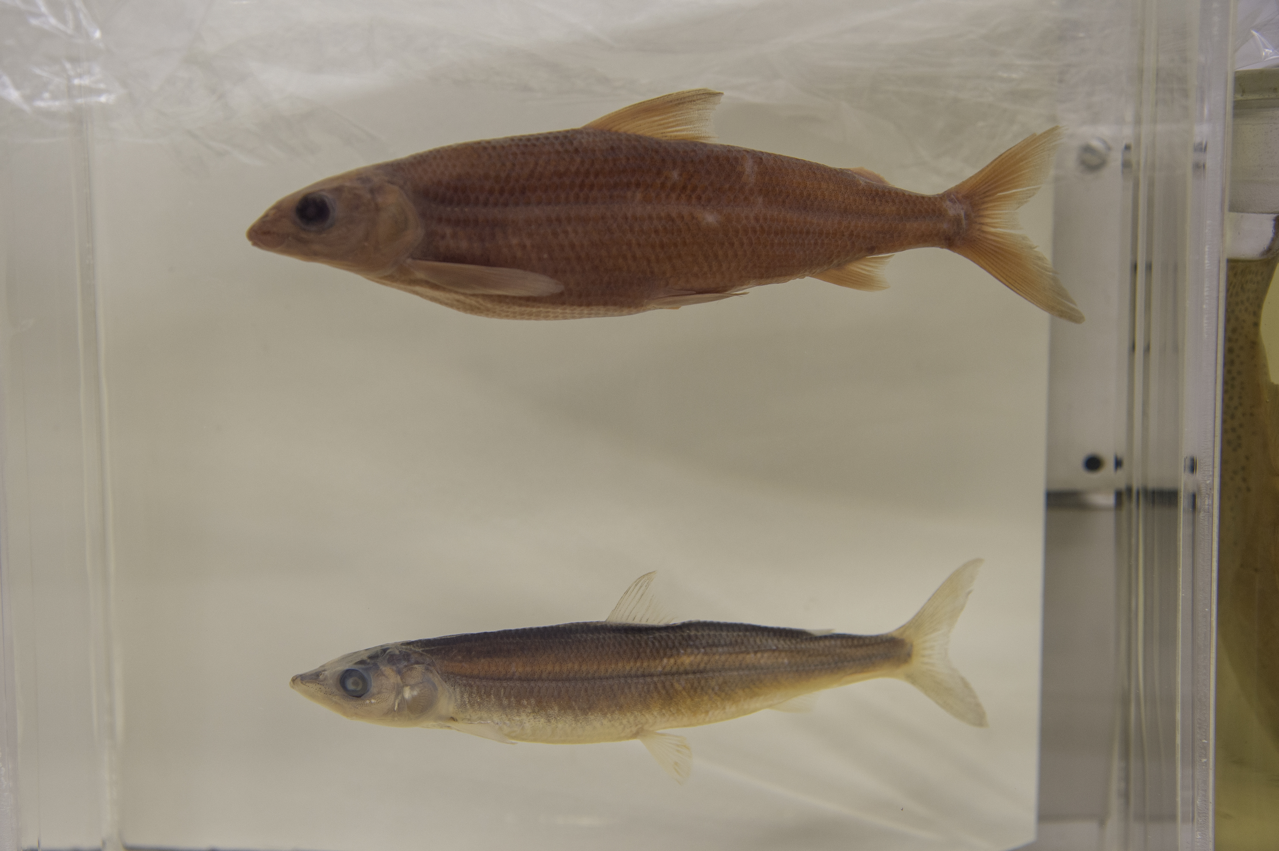 Fish specimens