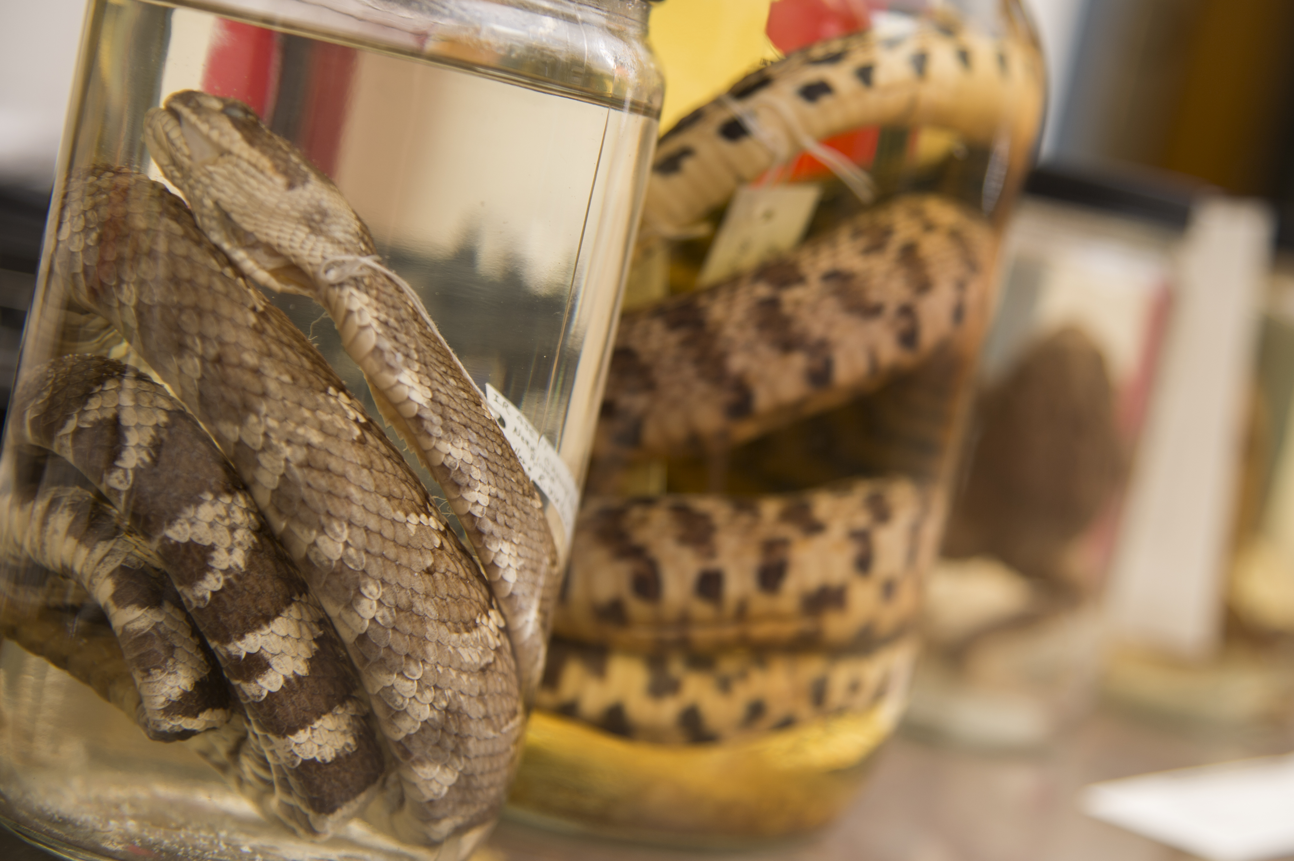 Snakes in jars
