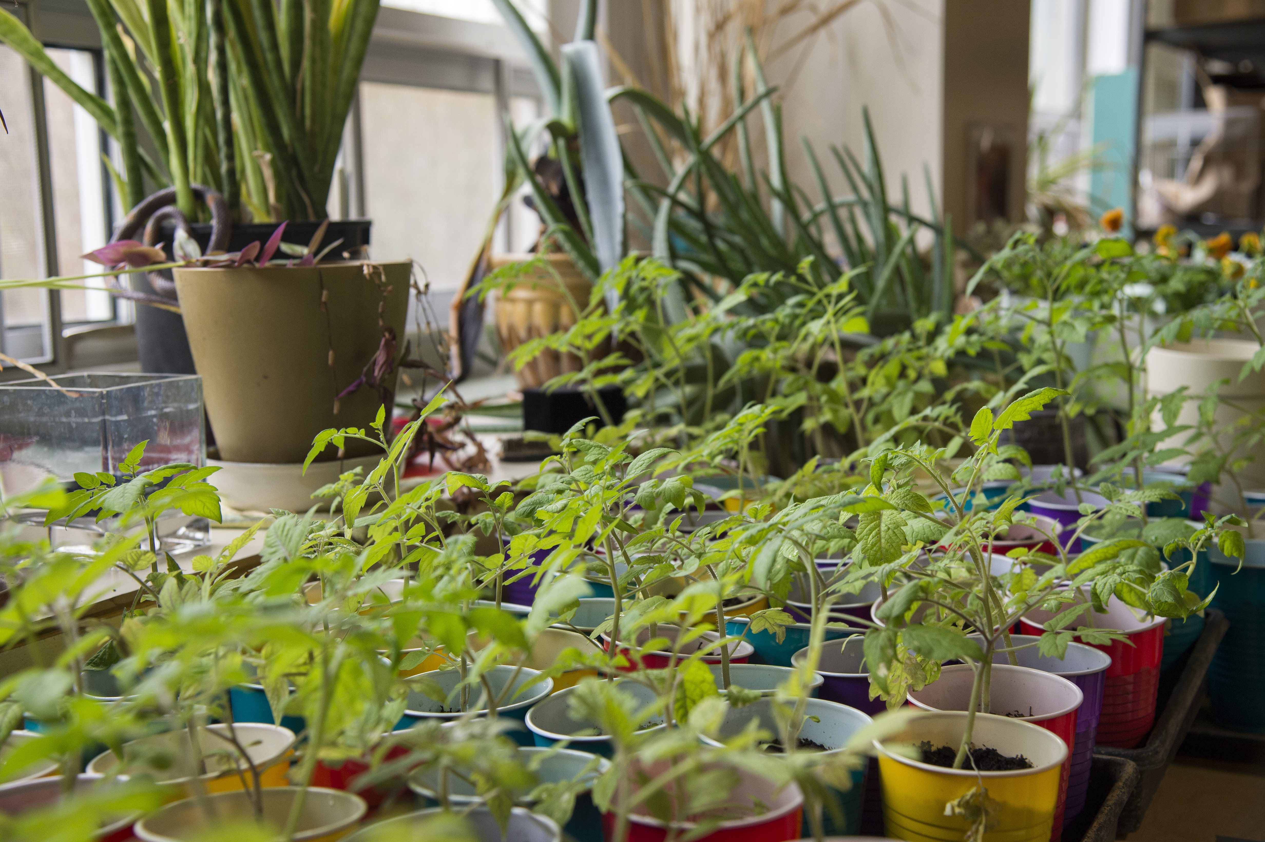Live plants in greenhouse