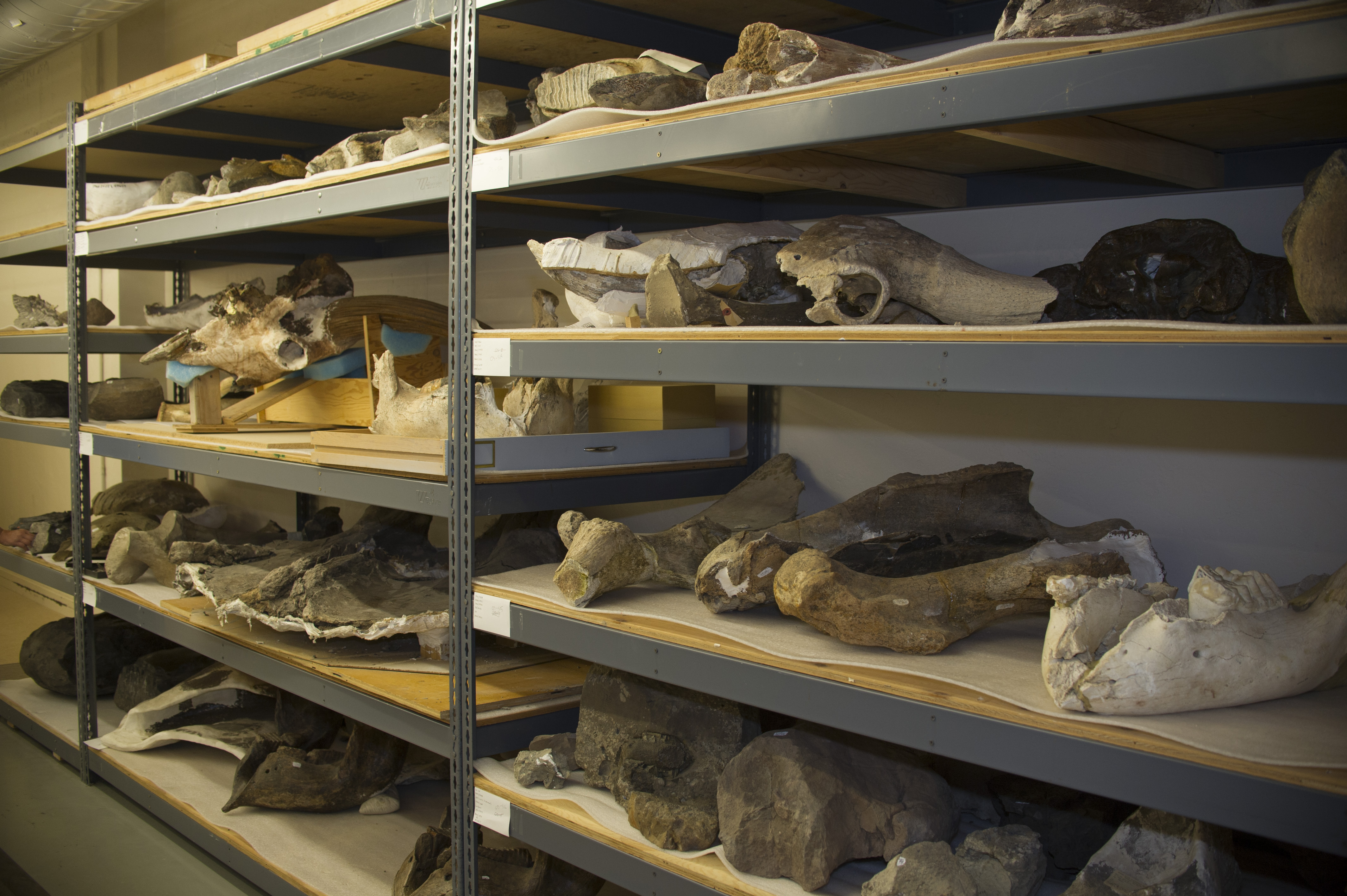 Collection of vertebrate fossils