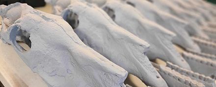 Image of Hagerman horse skulls