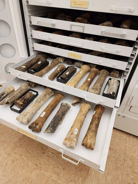 Drawer of fossil horse bone