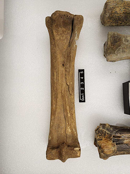 Horse bone analyzed in story