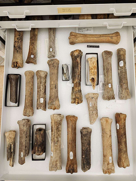Drawer of fossil horse bone