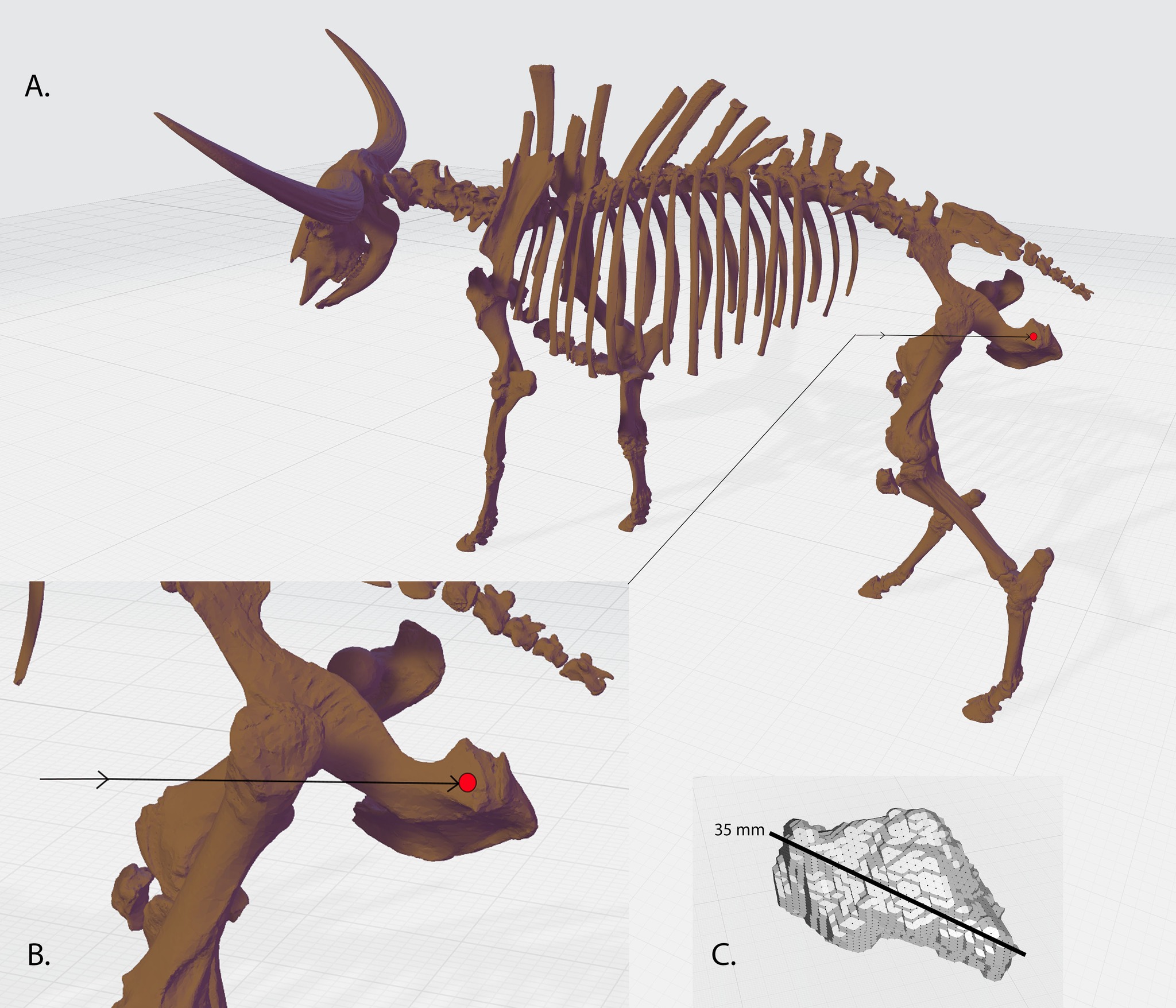 Figure extracted from Dr. Speer's article