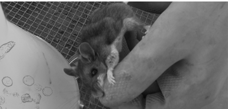a mouse being handled by someone with gloves