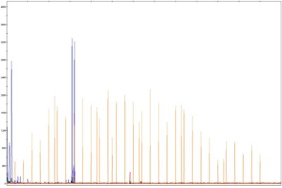 Microsatellite profile by 3130 genetic analyzer