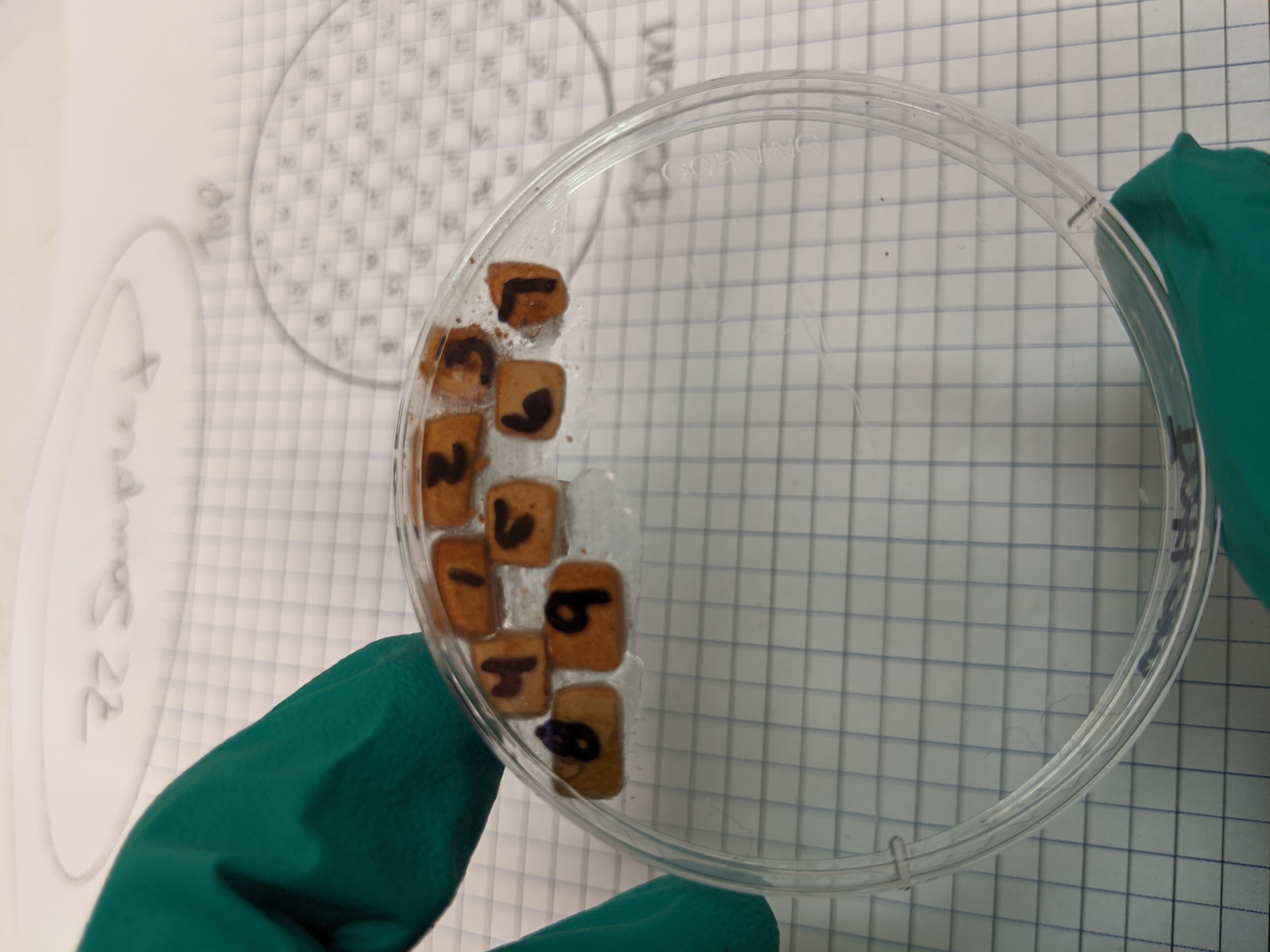 pottery fragments being set in a petri dish for analysis