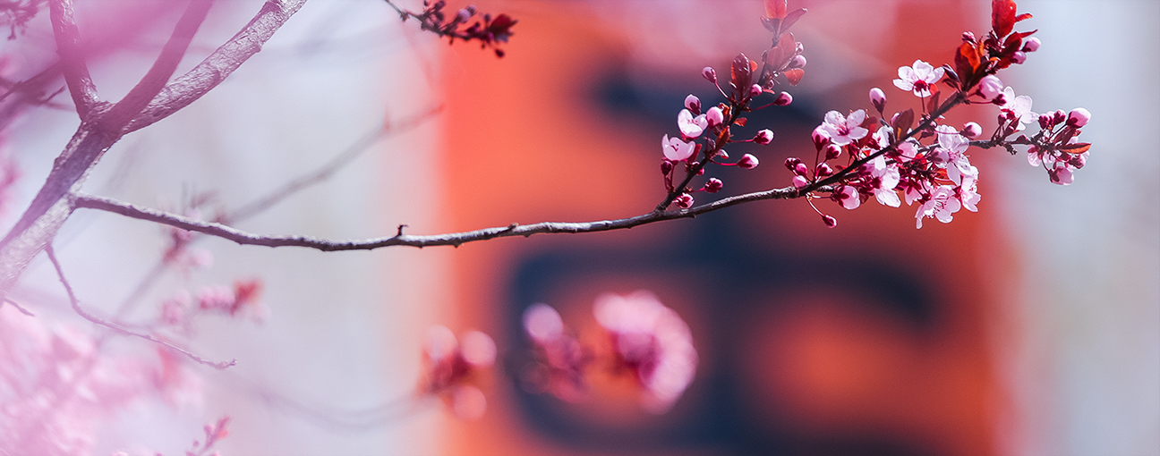 A blooming spring blossom in front of an ISU mark.