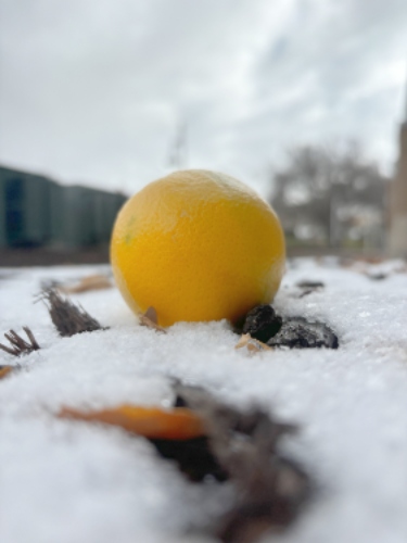 An orange in the snow.
