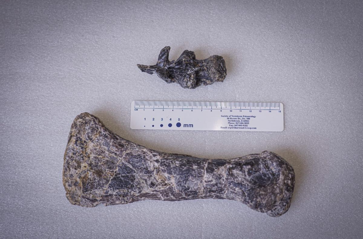 A fossilized toe bone and braincase of a potential new dinosaur species found in Wyoming.