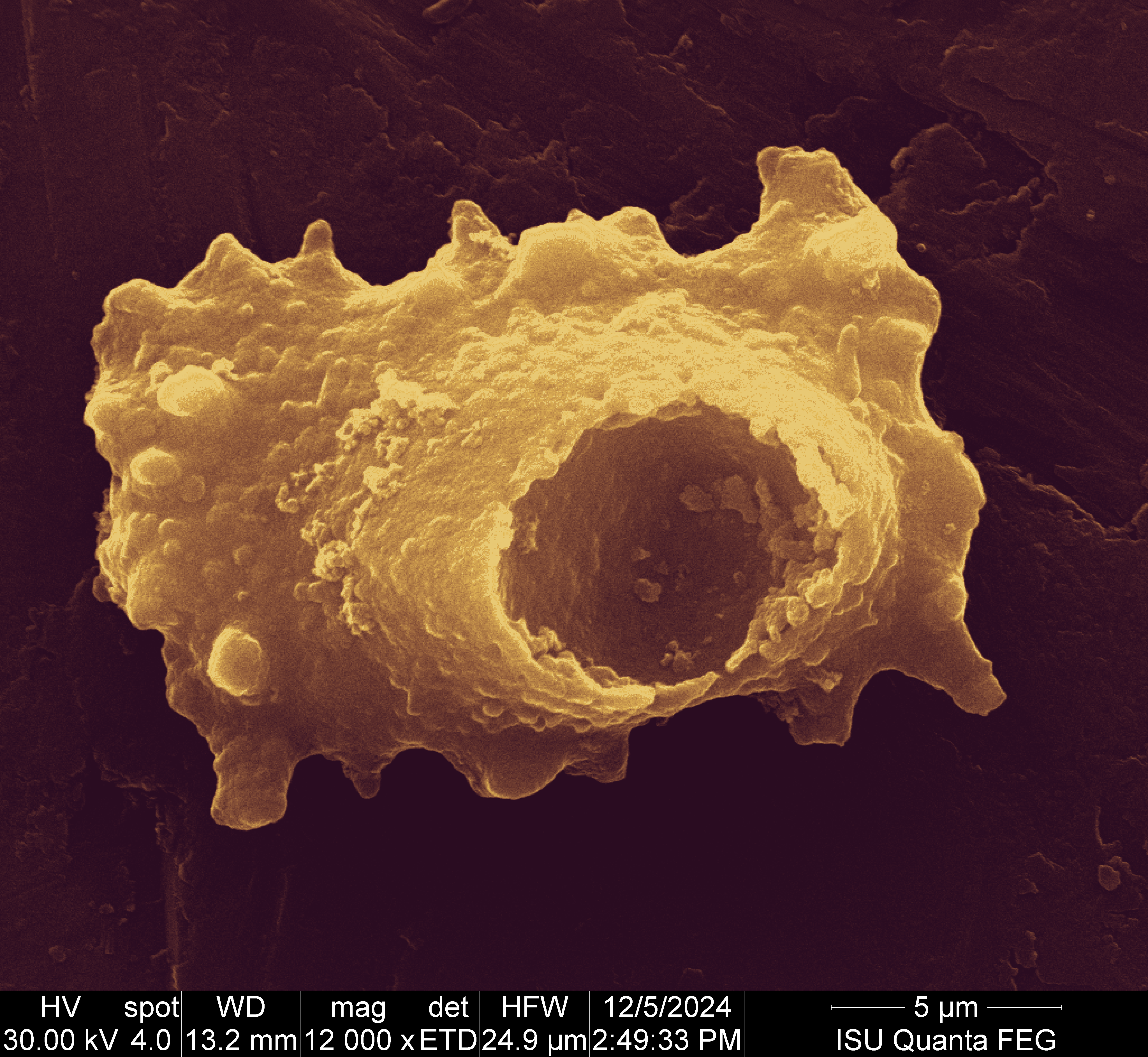 A false-color high resolution SEM image of a banana phytolith taken with a scanning electron microscope at CAMAS